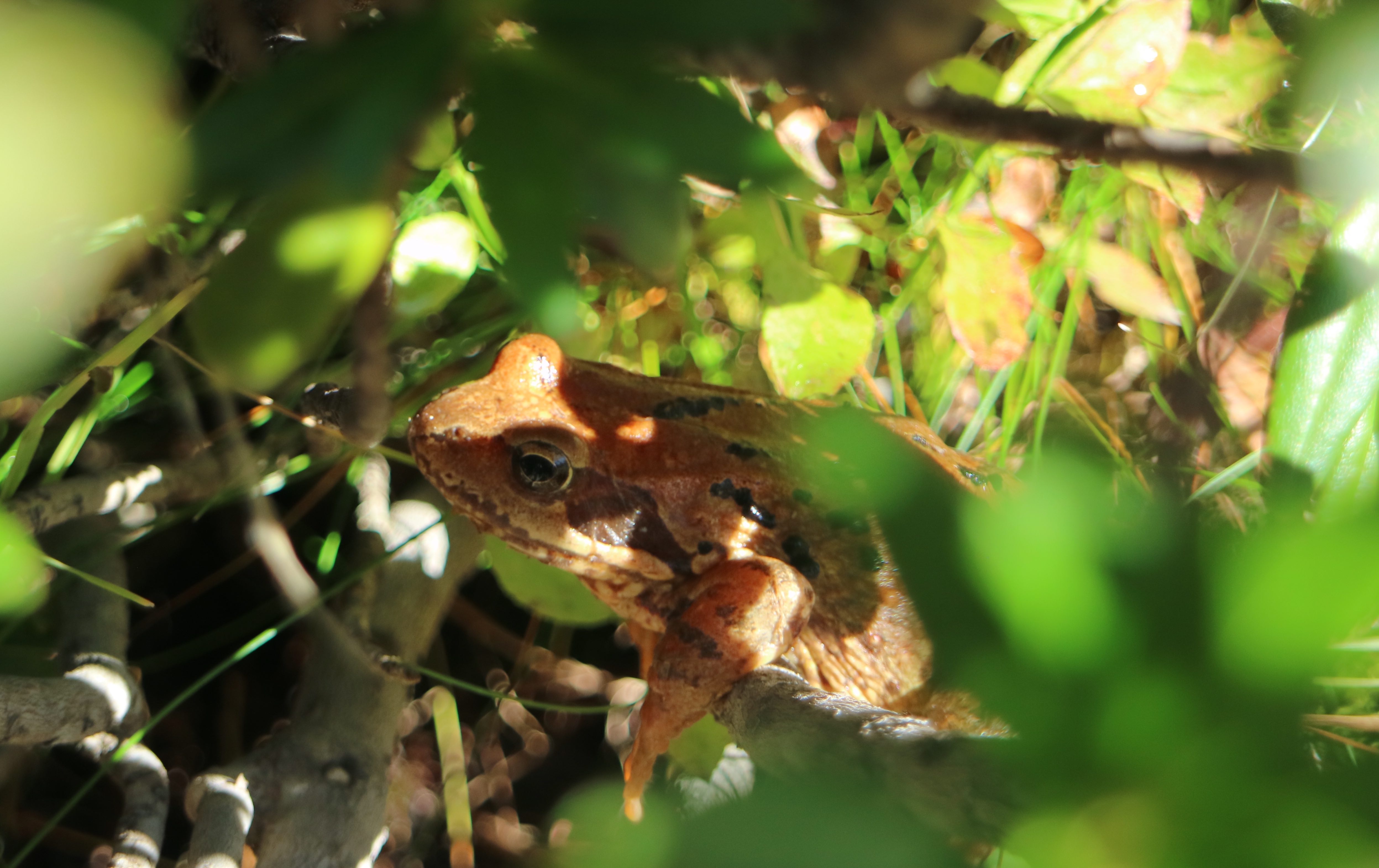 A little story about drug development thumbnail