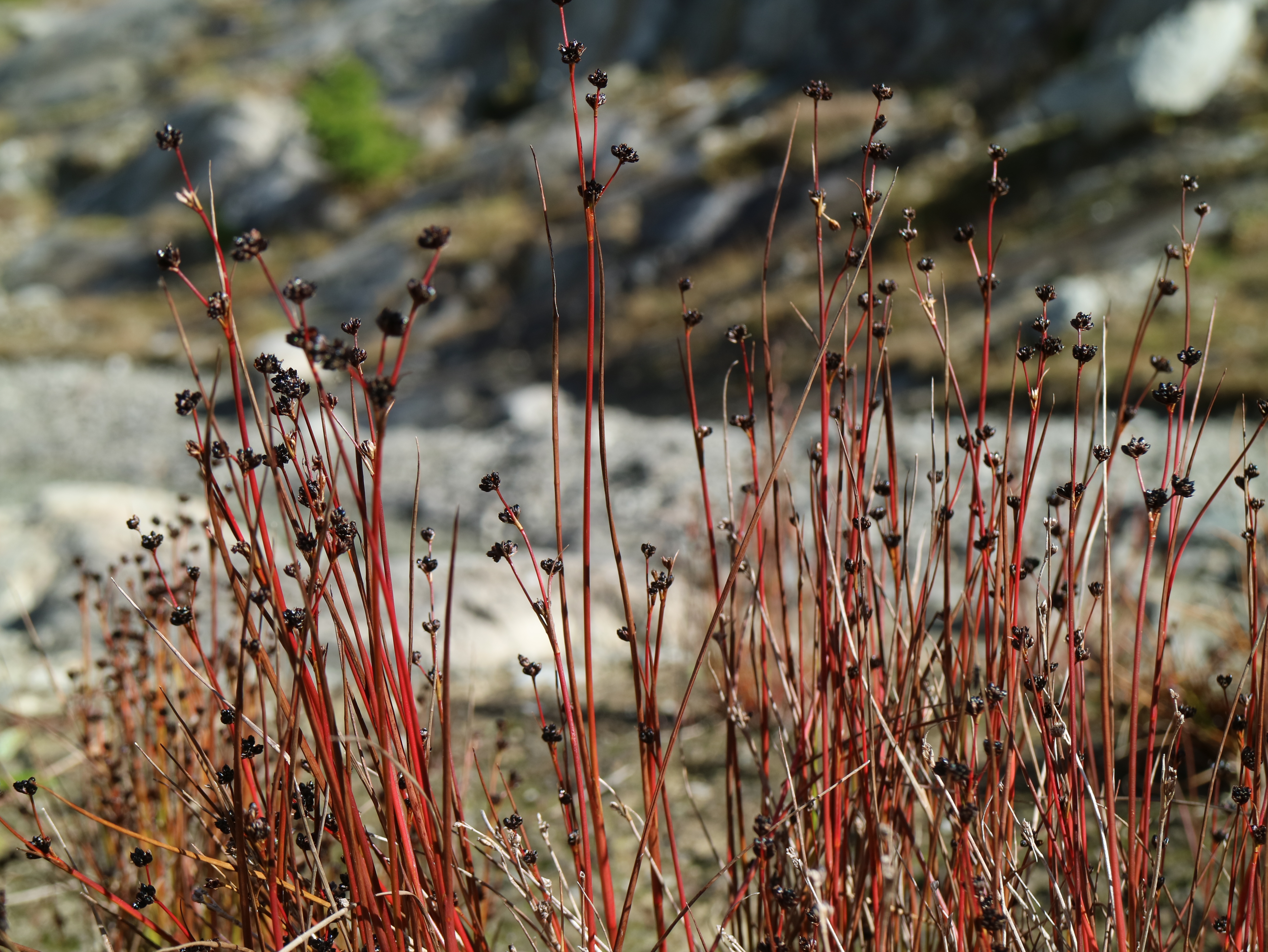 From Messy Data to Publication: A PhD Story thumbnail