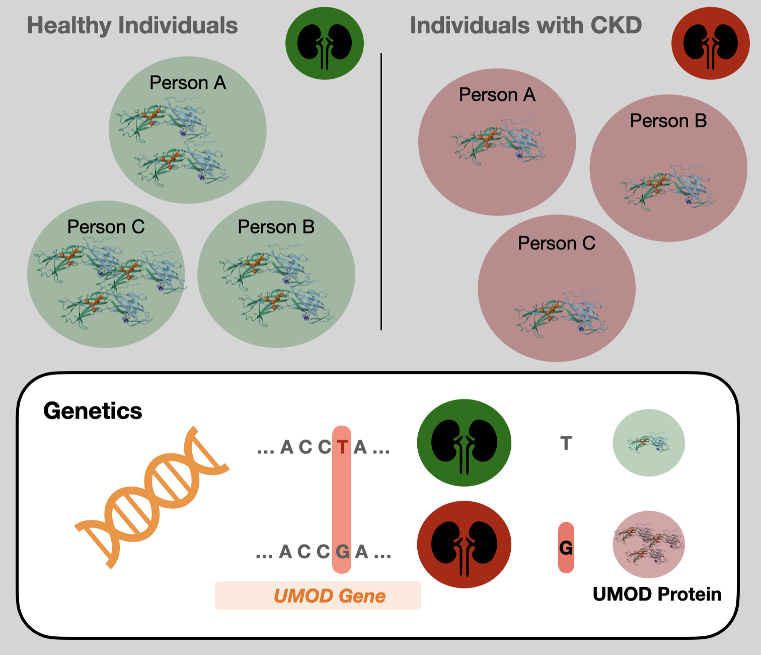 Uromodulin and chronic kidney disease thumbnail