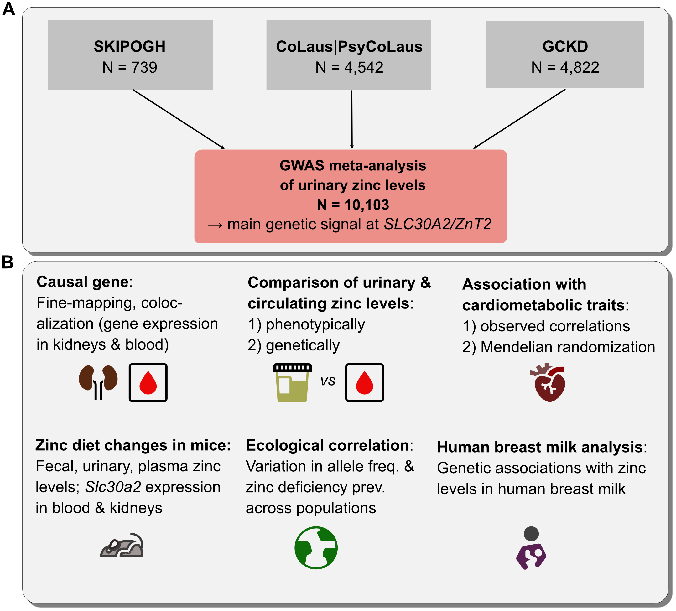 Genetic determinants of zinc homeostasis thumbnail